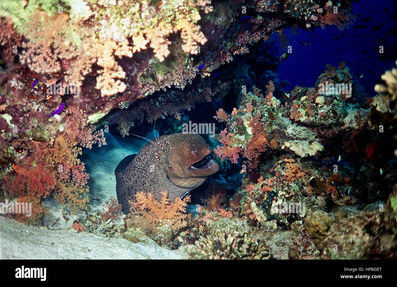 This giant moray eel (Gymnothorax javanicus) is at a cleaning station: the shrimp on its head will remove dead skin and parasites. Egyptian Red Sea. Stock Photo