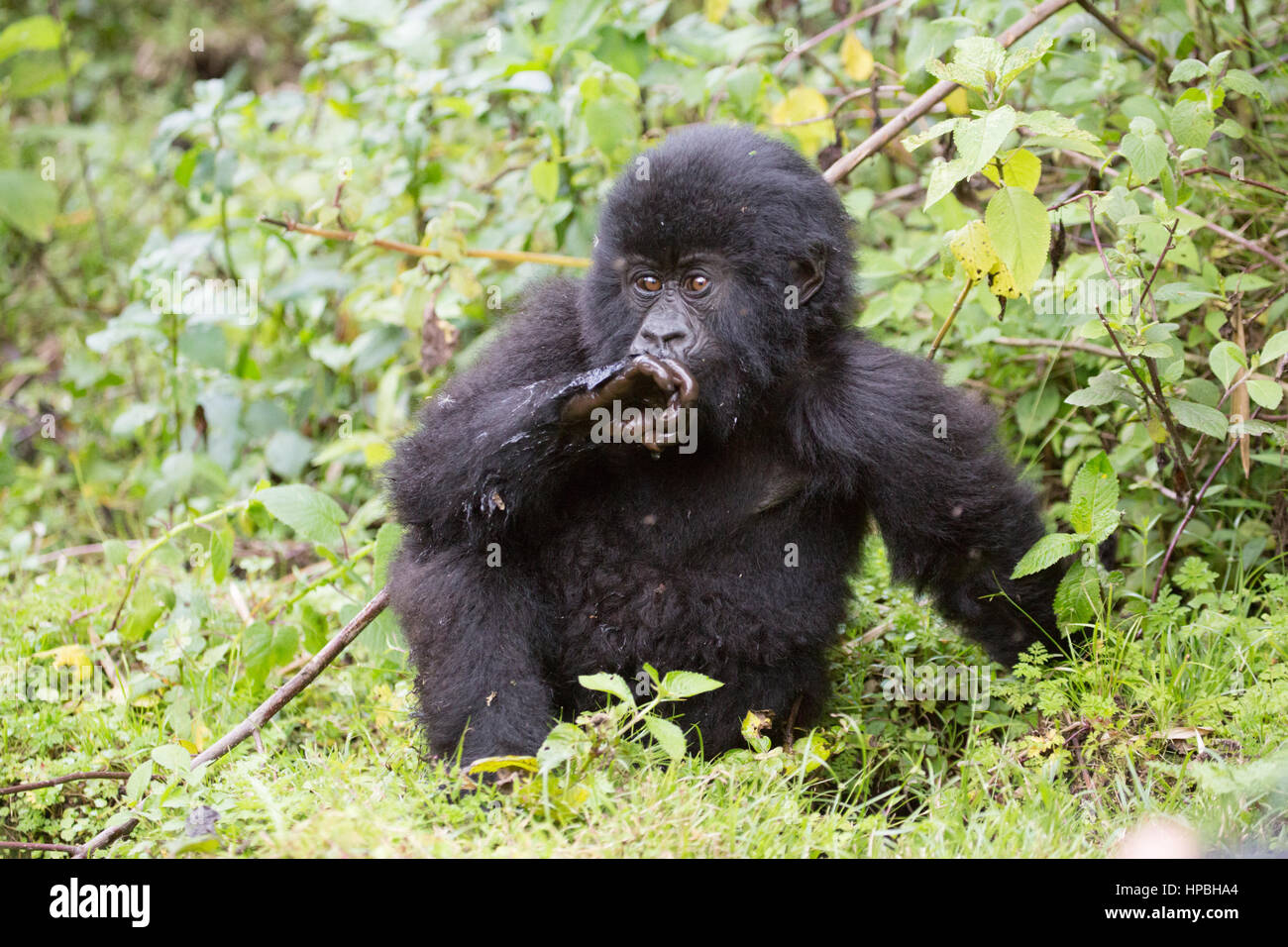 juvenile gorilla Stock Photo