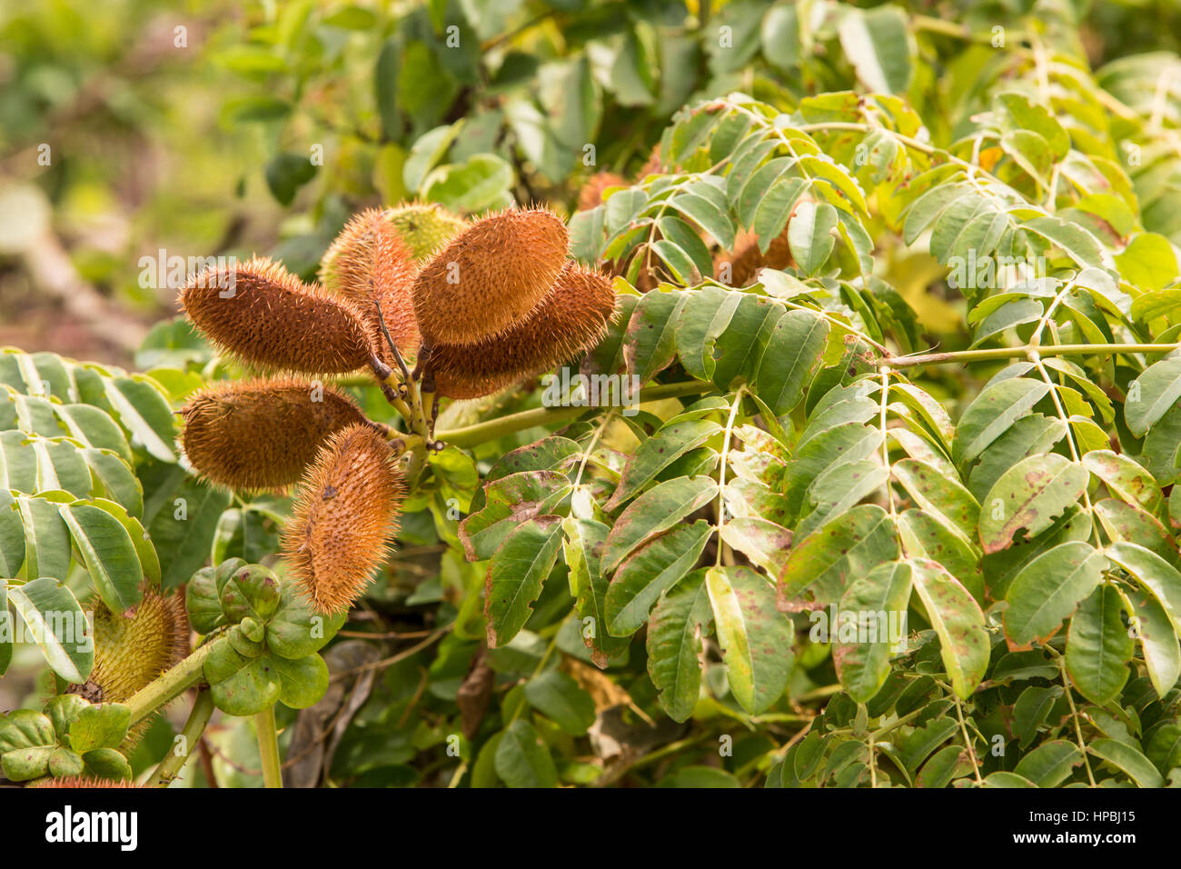 Florida trees with pods Stock Photo Alamy