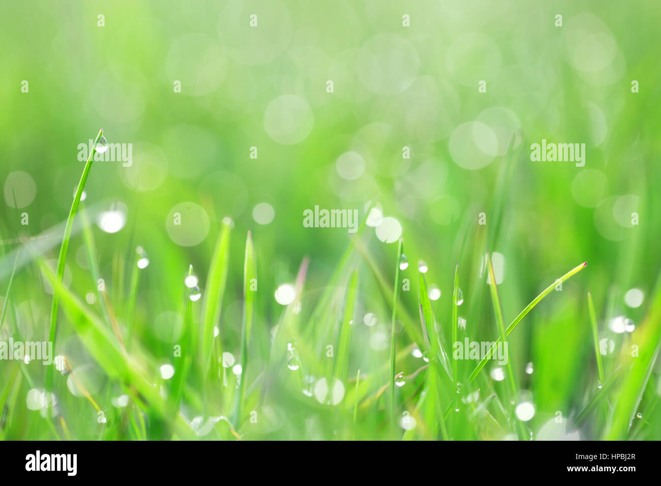 Green grass with dew drops shot backlit Stock Photo - Alamy