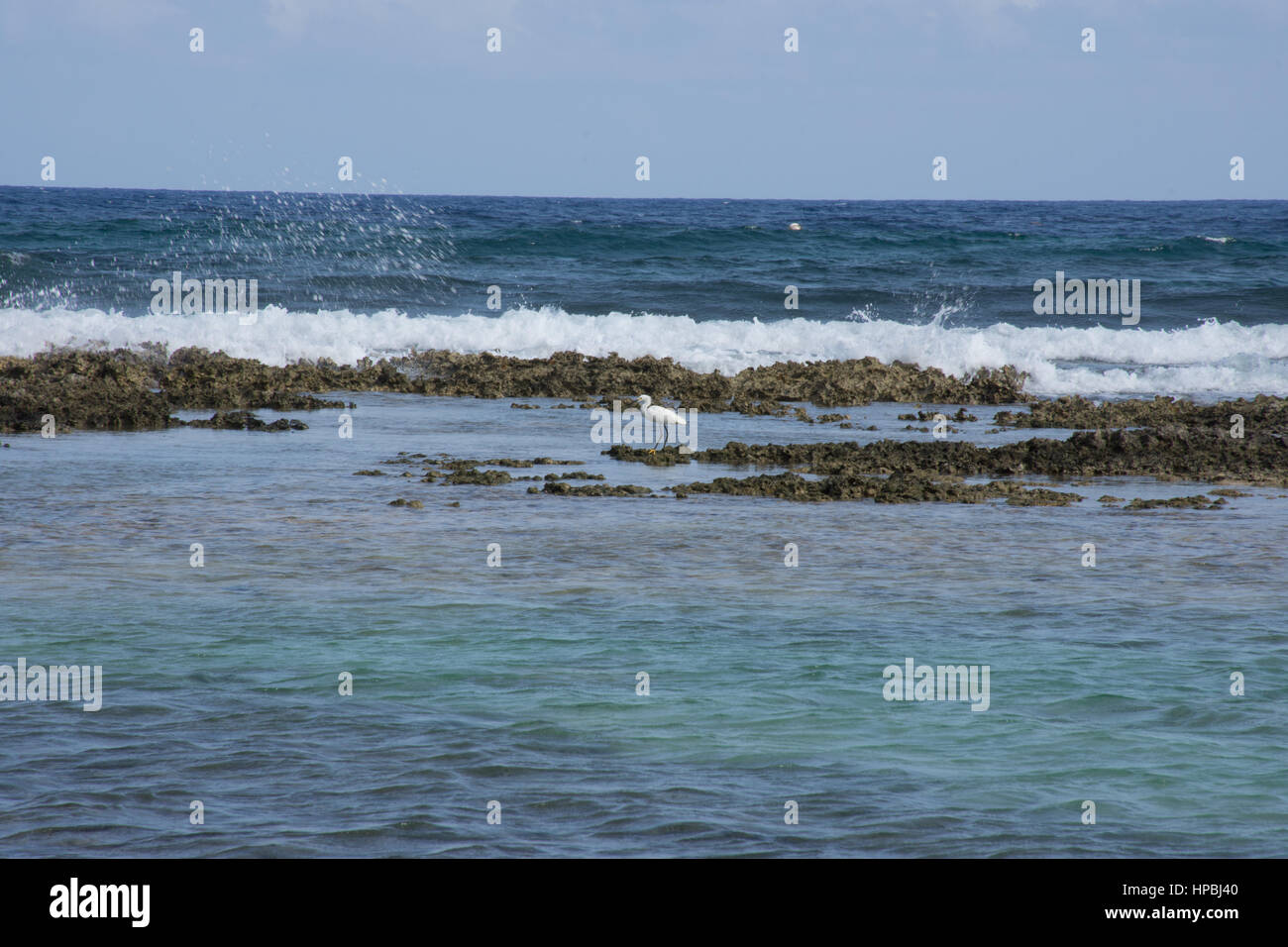 Egret fishing in a rock pool. Stock Photo