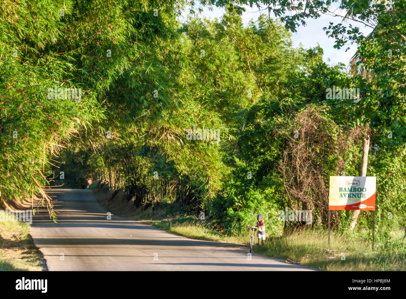 Jamaica St Elisabeth Bamboo Avenue 2 1 2 miles long Bamboo trees overgrowing the road like a tunnel Stock Photo