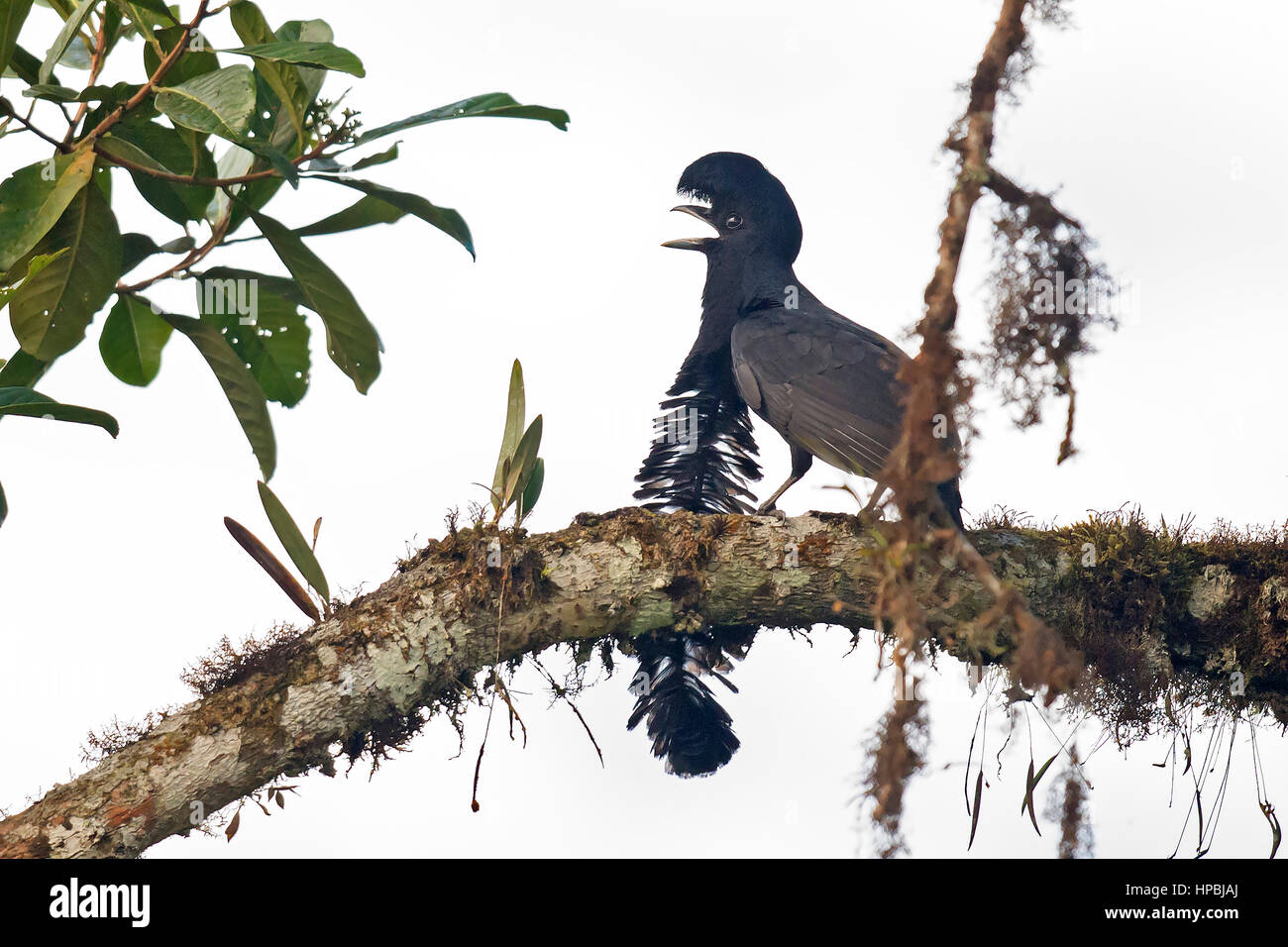 Umbrella Bird Flying