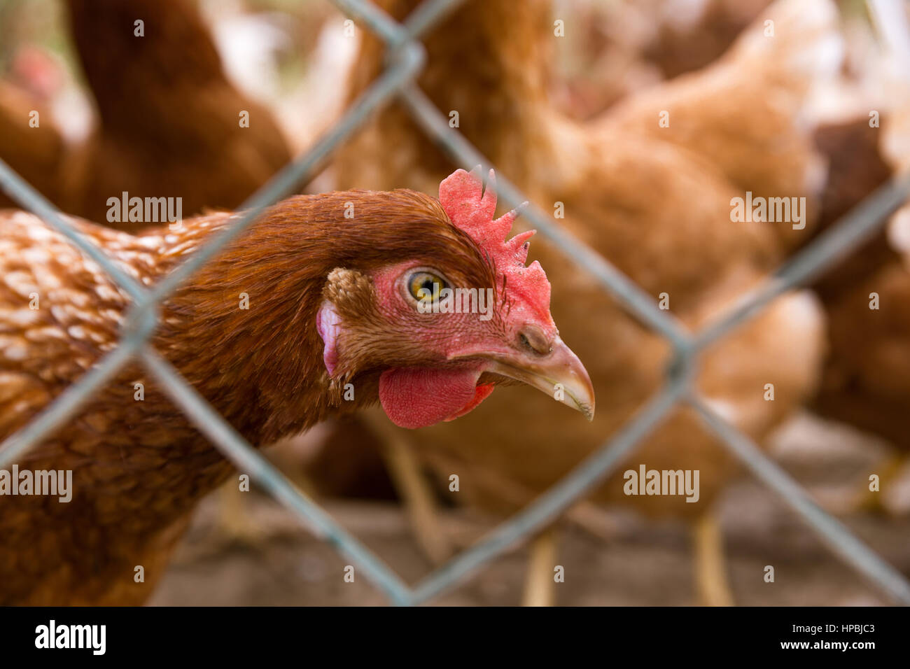 Closeup of a hen in a farmyard,Portrait of a brown hen at the farm Stock Photo