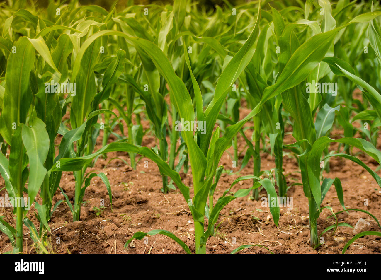 Corn field agriculture green nature hi-res stock photography and images ...