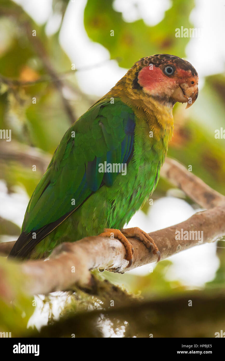 Rose-faced Parrot (Pyrilia pulchra), Mashpi, Pichincha Stock Photo