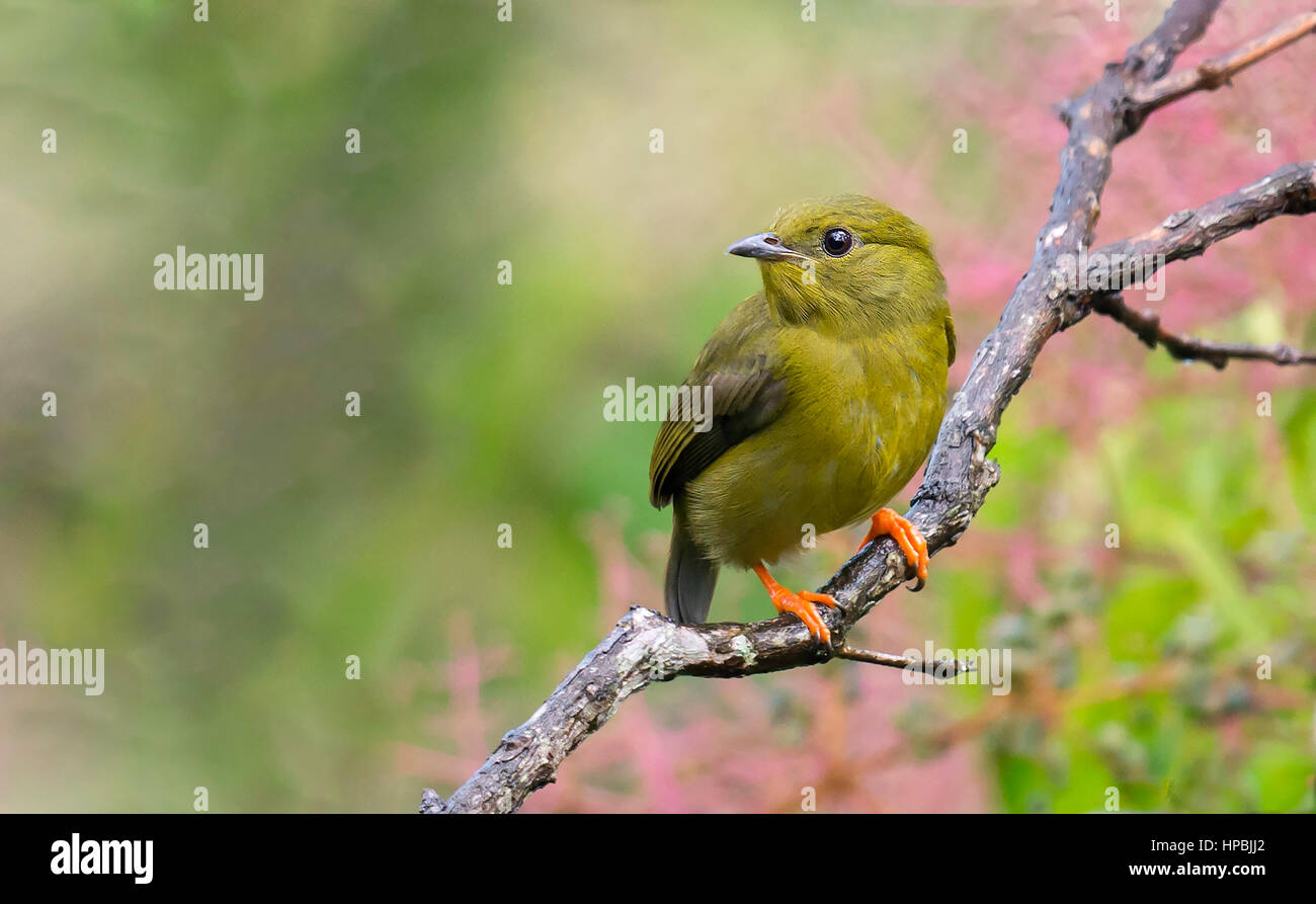 Golden-collared Manakin (Manacus vitellinus), Cali, Valle del Cauca Stock Photo