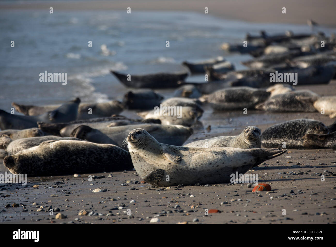 Seals on the beach of the Dune, a neighbor island of Helgoland, a German island in the deep sea region of the North Sea, Stock Photo