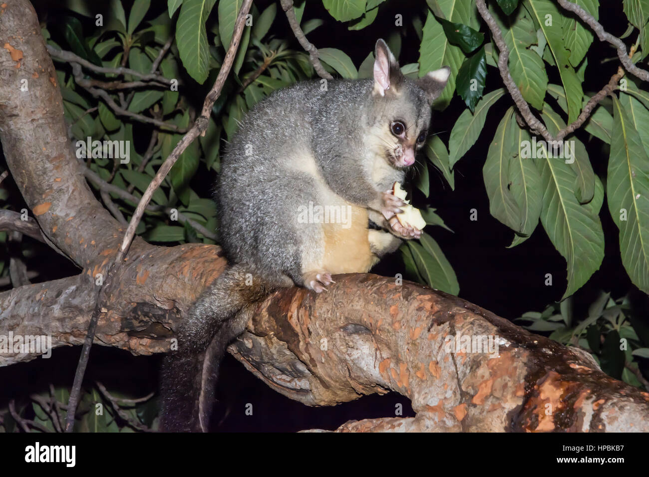 Common Brushtail Possum (Trichosurus vulpecula) eating a slice of apple  in a loquat tree at night Stock Photo