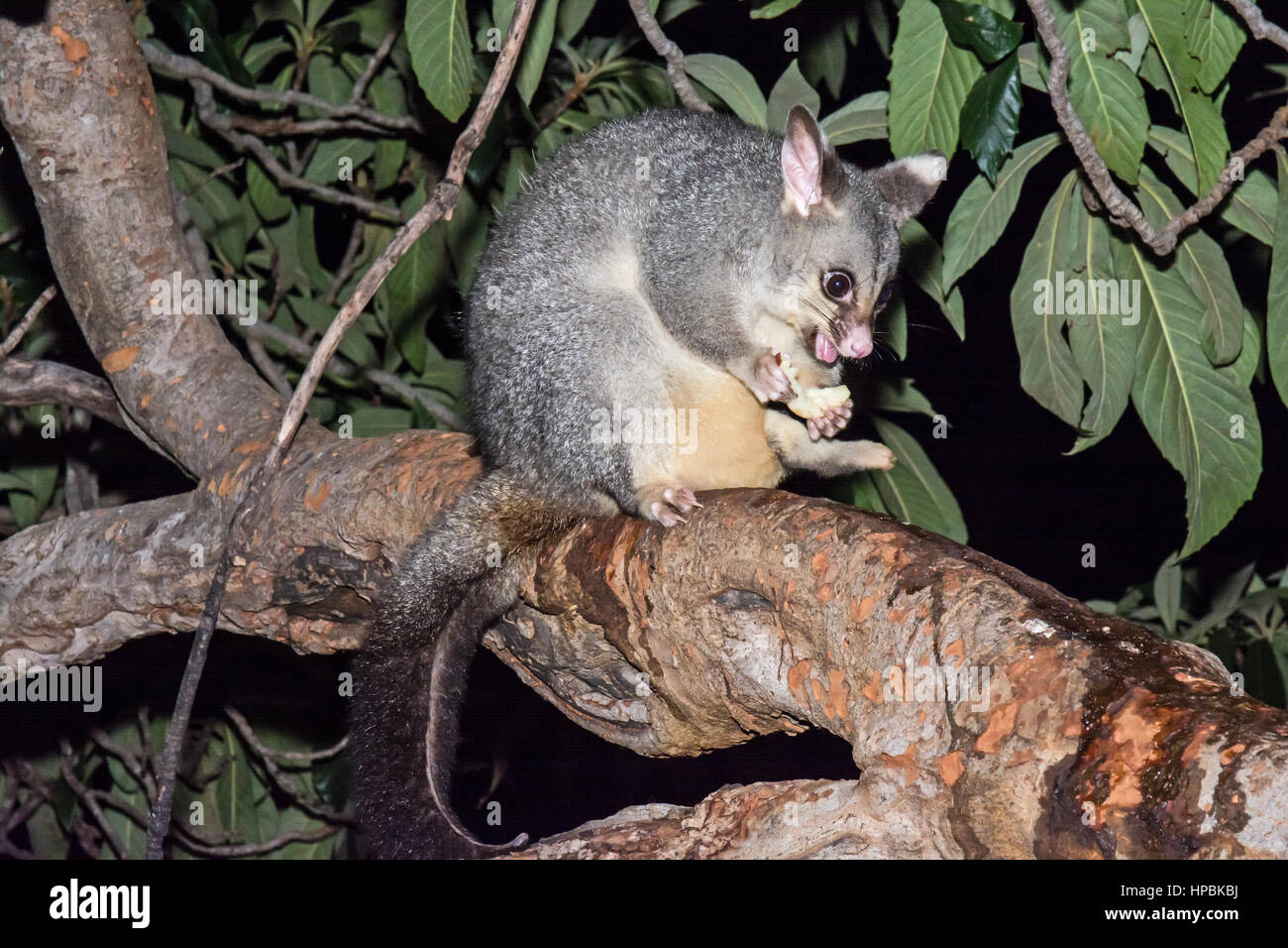 Common brush tail possum hires stock photography and images Alamy
