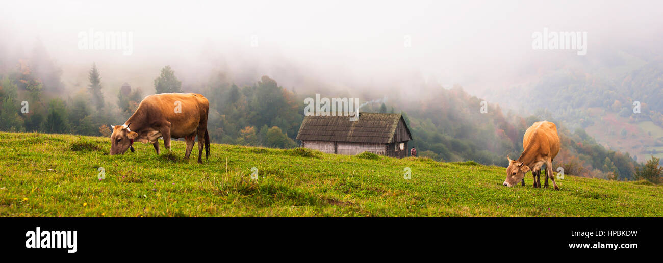 Brown cows eating green grass on field Stock Photo