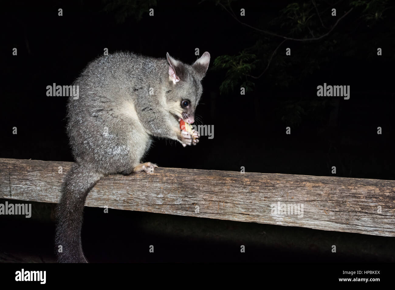 Brushtail Possum (Trichosurus vulpecula) sitting on a fence rail eating