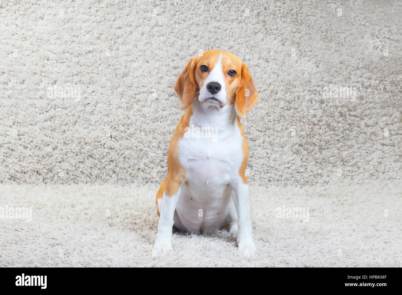 Portrait of cute tree color beagle at home on gray carpet Stock Photo ...