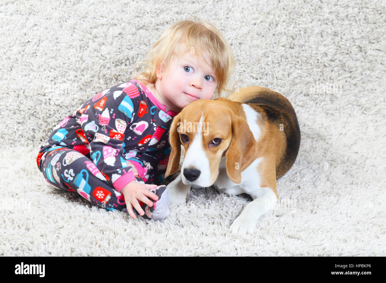 Beagle and a small girl playing together on carpet Stock Photo
