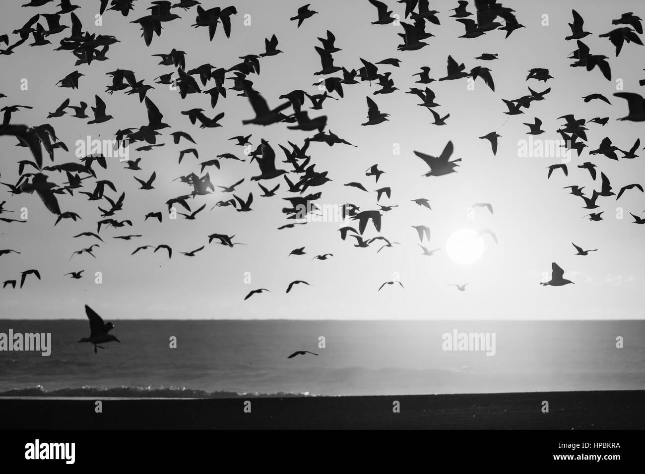 Silhouettes flock of seagulls over the Sea. Black and white photo Stock ...