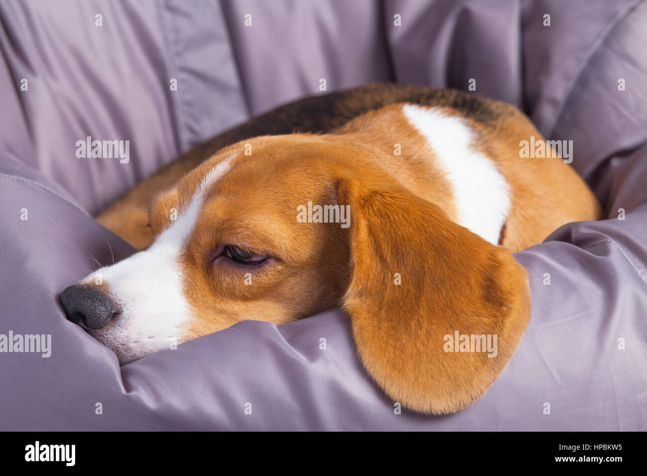 A sad beagle lying dive his nose in soft chair Stock Photo