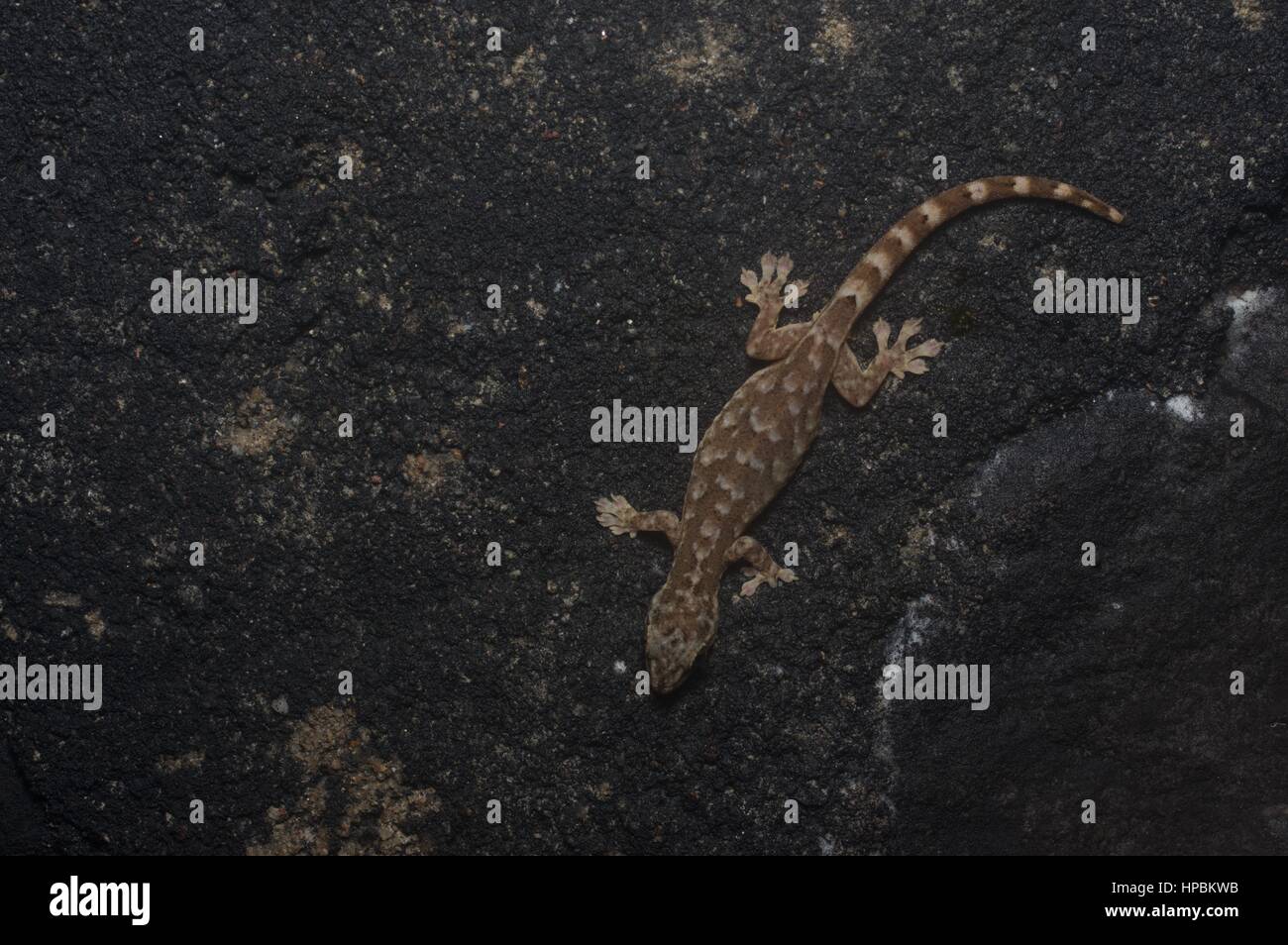 A Slender Gecko (Hemiphyllodactylus cf. titiwangsaensis) in the rainforest at night at Genting Highlands, Pahang, Malaysia Stock Photo