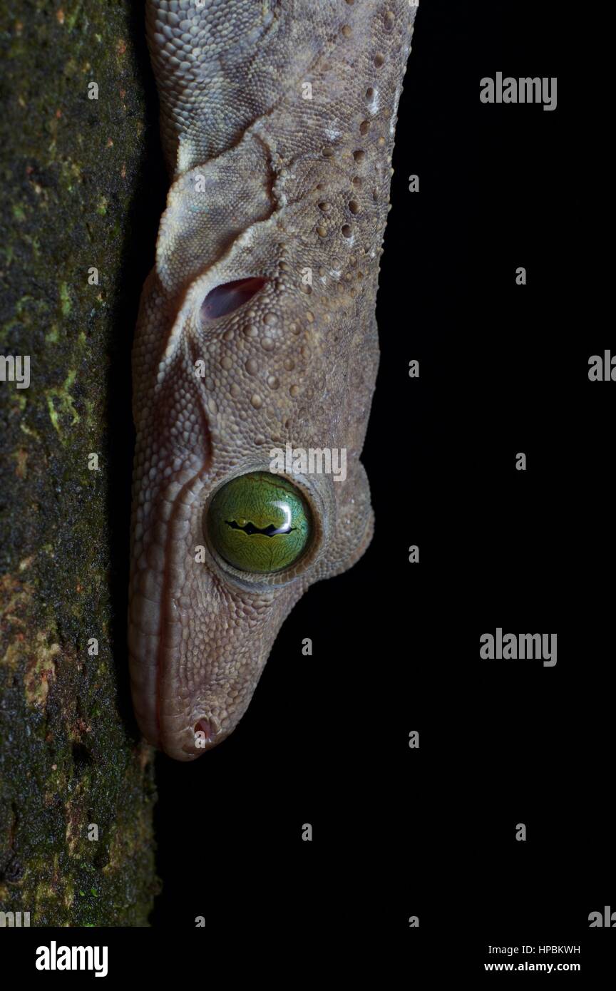 A Smith's Green-eyed Gecko (Gekko smithii) in the Malaysian rainforest at night Stock Photo