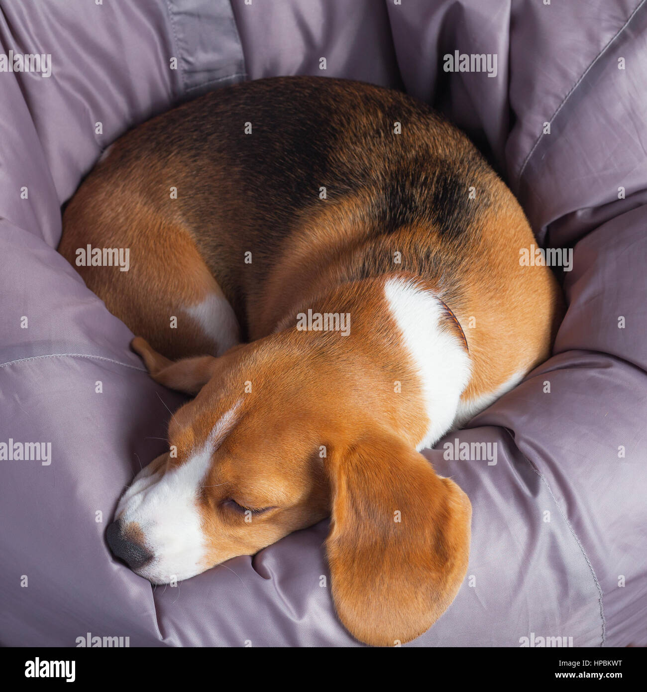 Beagle sleeping on a soft light blue chair at home Stock Photo