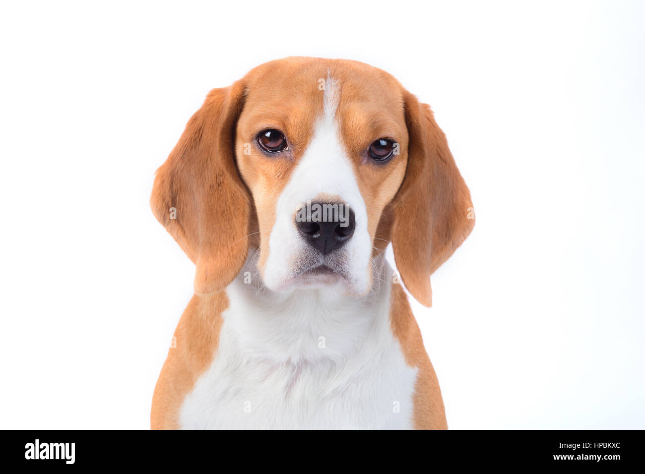 What Is A Beagle Dog Look Like