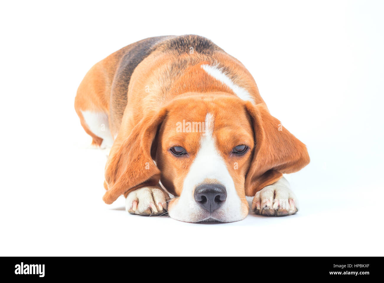 Sad and evil beagle dog is laying and watching isolated on white Stock Photo