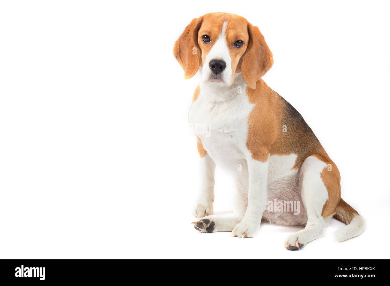 cute three color Beagle Dog is sitting and watching isolated on white ...