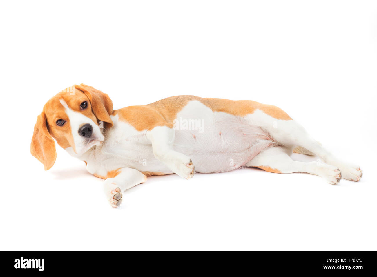 Tree color beagle dog is laying and watching  isolated on white Stock Photo