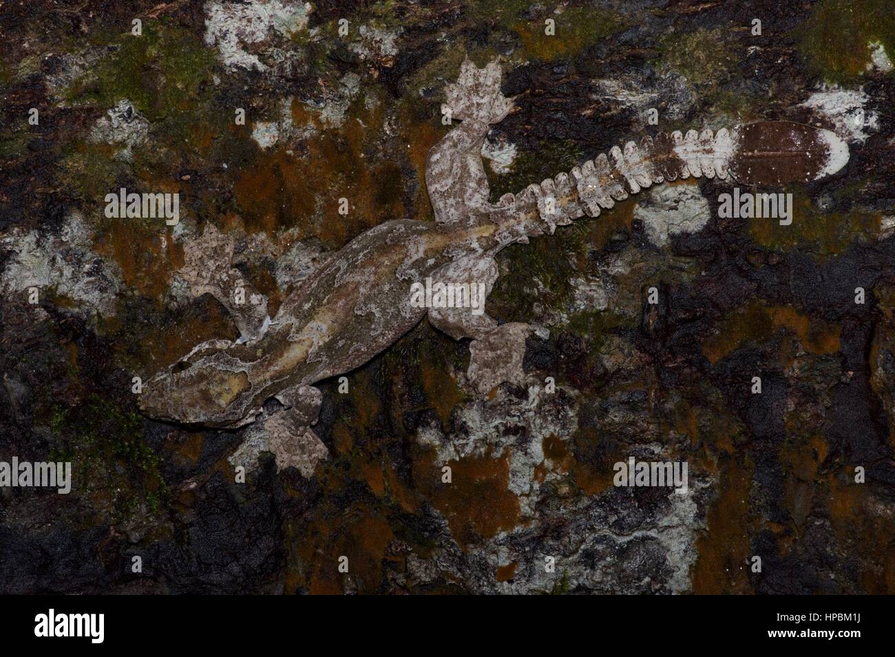 A Kuhl's Flying Gecko (Ptychozoon kuhli) camouflaged on a log in the Malaysian rainforest at night Stock Photo