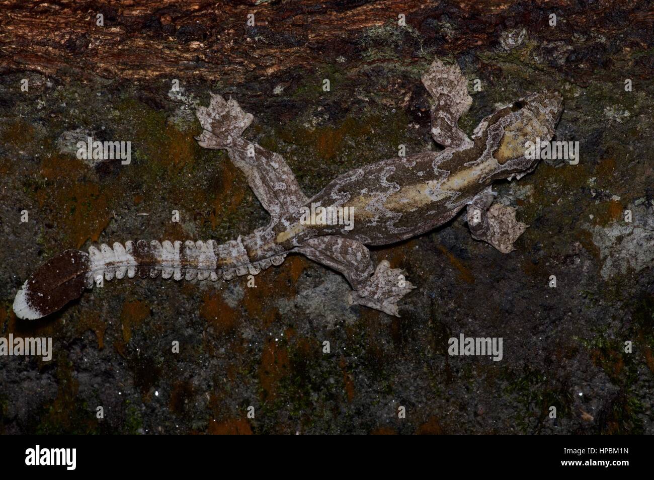 A Kuhl's Flying Gecko (Ptychozoon kuhli) camouflaged on a log in the Malaysian rainforest at night Stock Photo