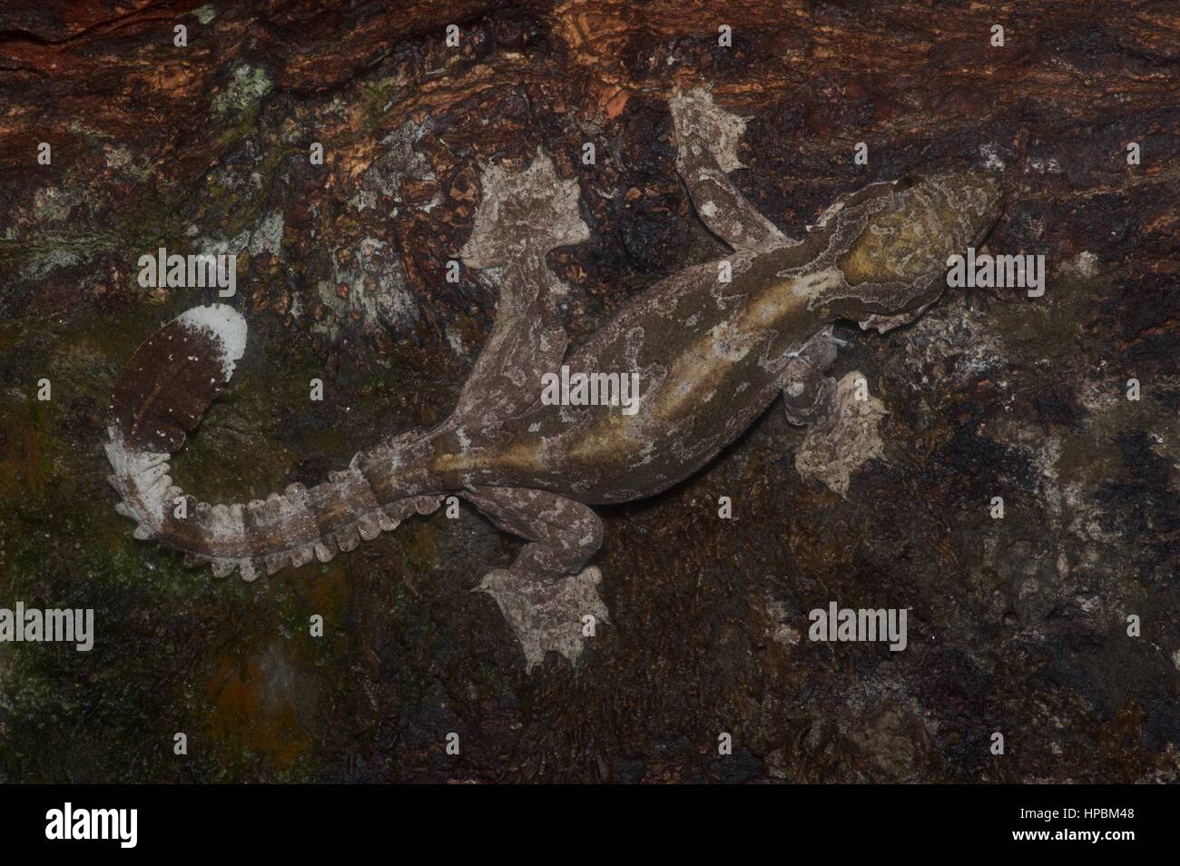 A Kuhl's Flying Gecko (Ptychozoon kuhli) camouflaged on a log in the Malaysian rainforest at night Stock Photo