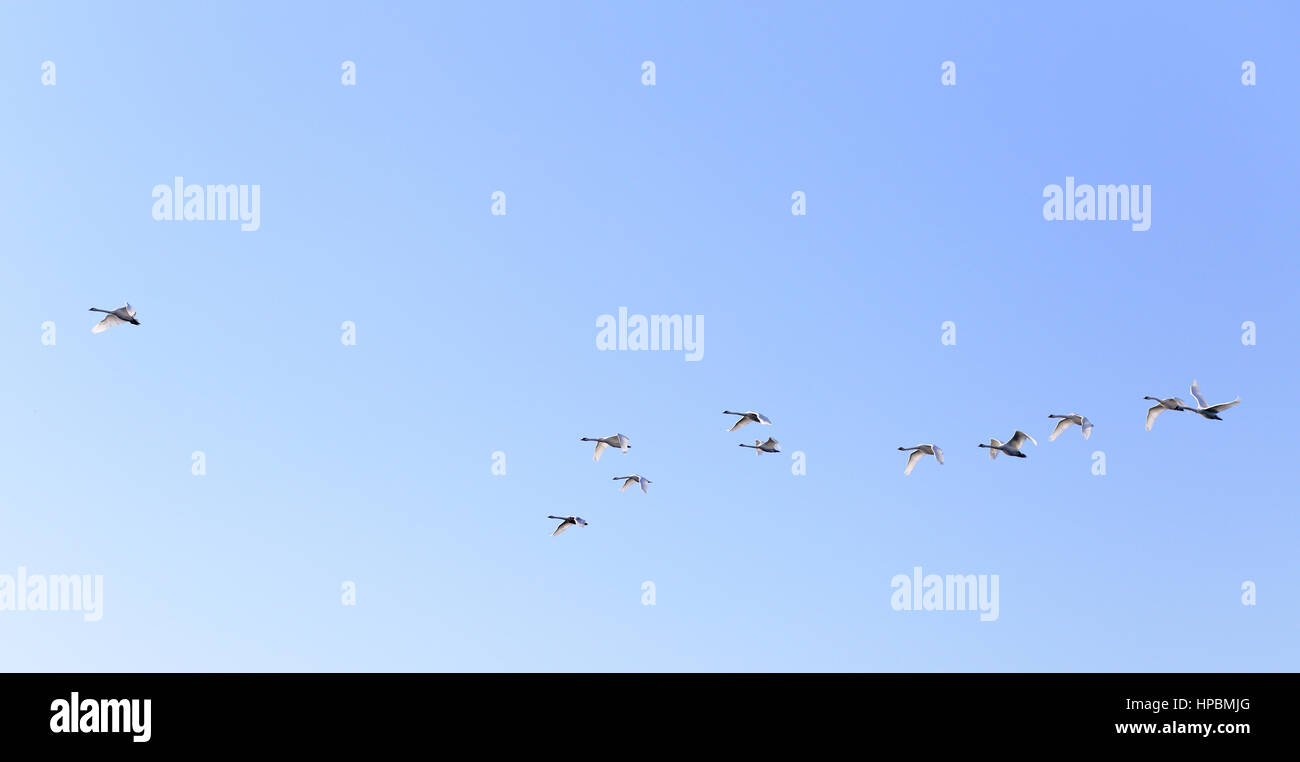 Geese flying in blue spring sky, v-formation Stock Photo