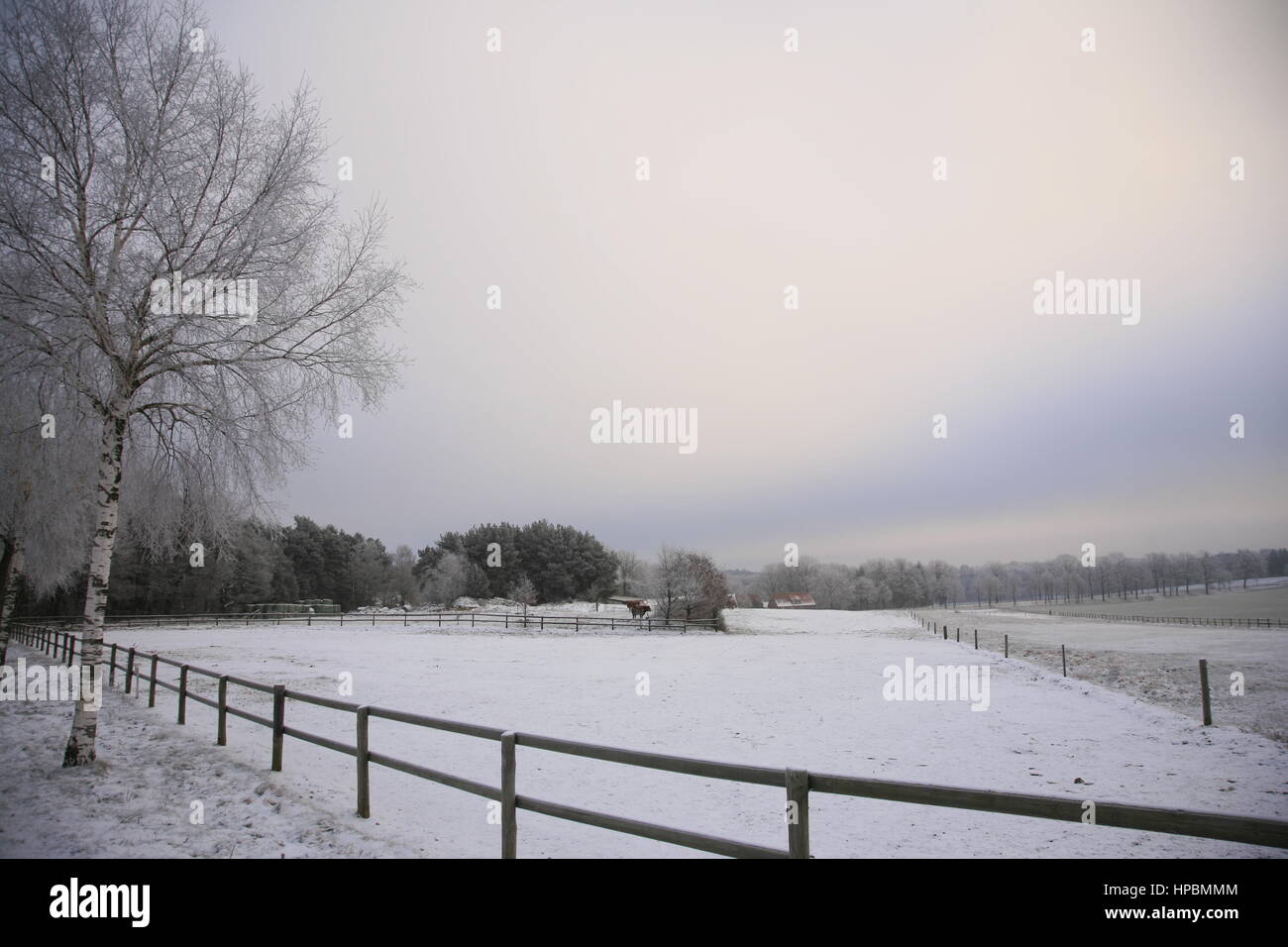 Winterlandschaft bei Bispingen, Lüneburger Heide, Niedersachsen, Deutschland | Lüneburg Heath in winter, Lower Saxony, Germany Stock Photo