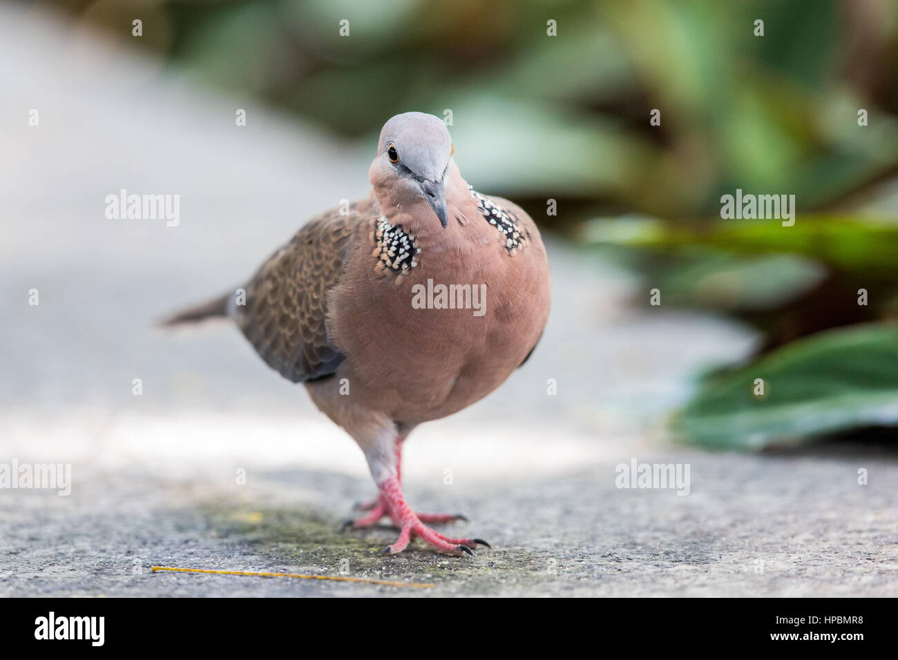 Spotted Dove walking Stock Photo Alamy