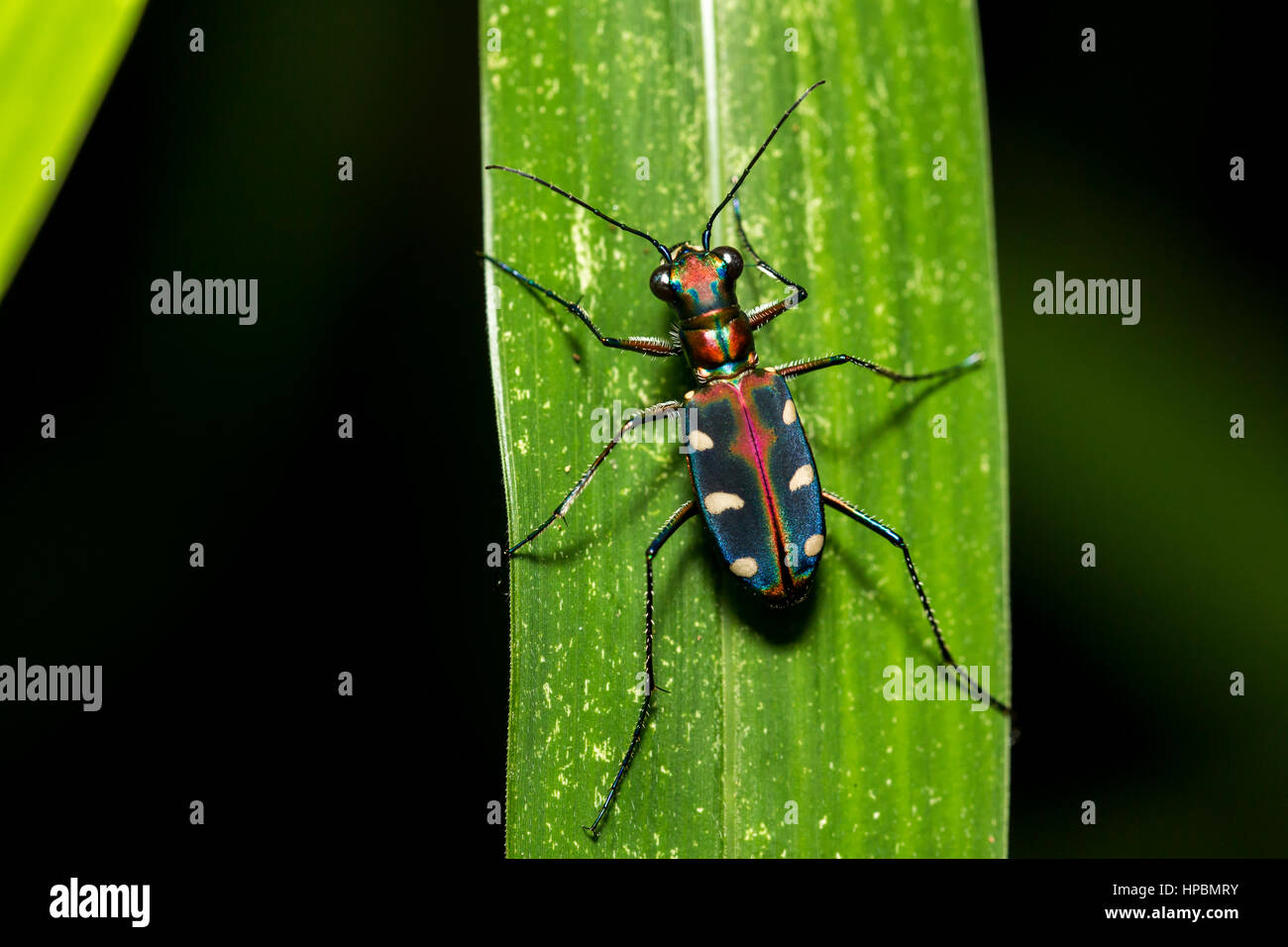 Blue spotted tiger beetle hi-res stock photography and images - Alamy