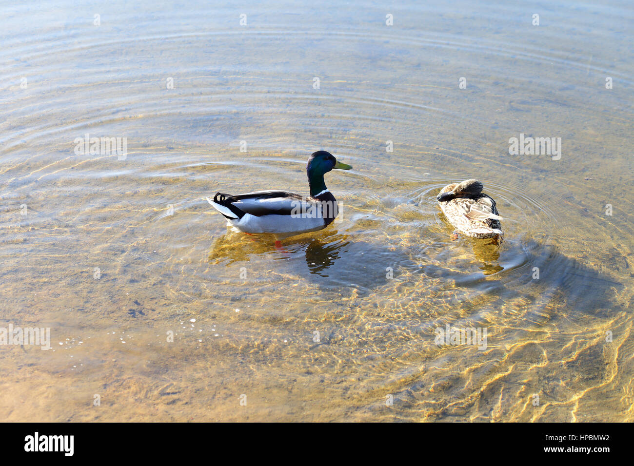two ducks in the water clear lake Stock Photo