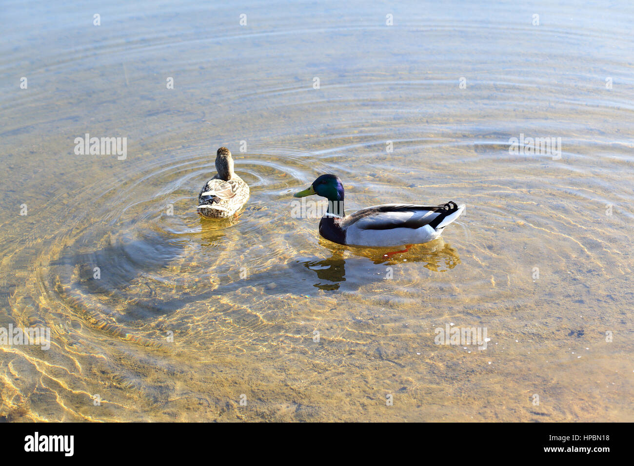 Clear water lake in green hi res stock photography and images Alamy Clear water lake in green hi res stock photography and images Alamy