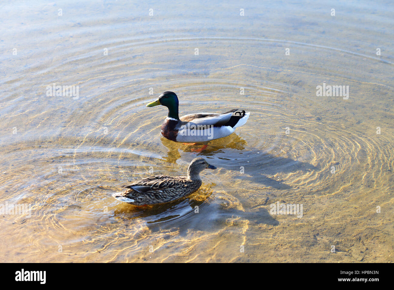 Ducks in the water in lake on spring sunny day Stock Photo