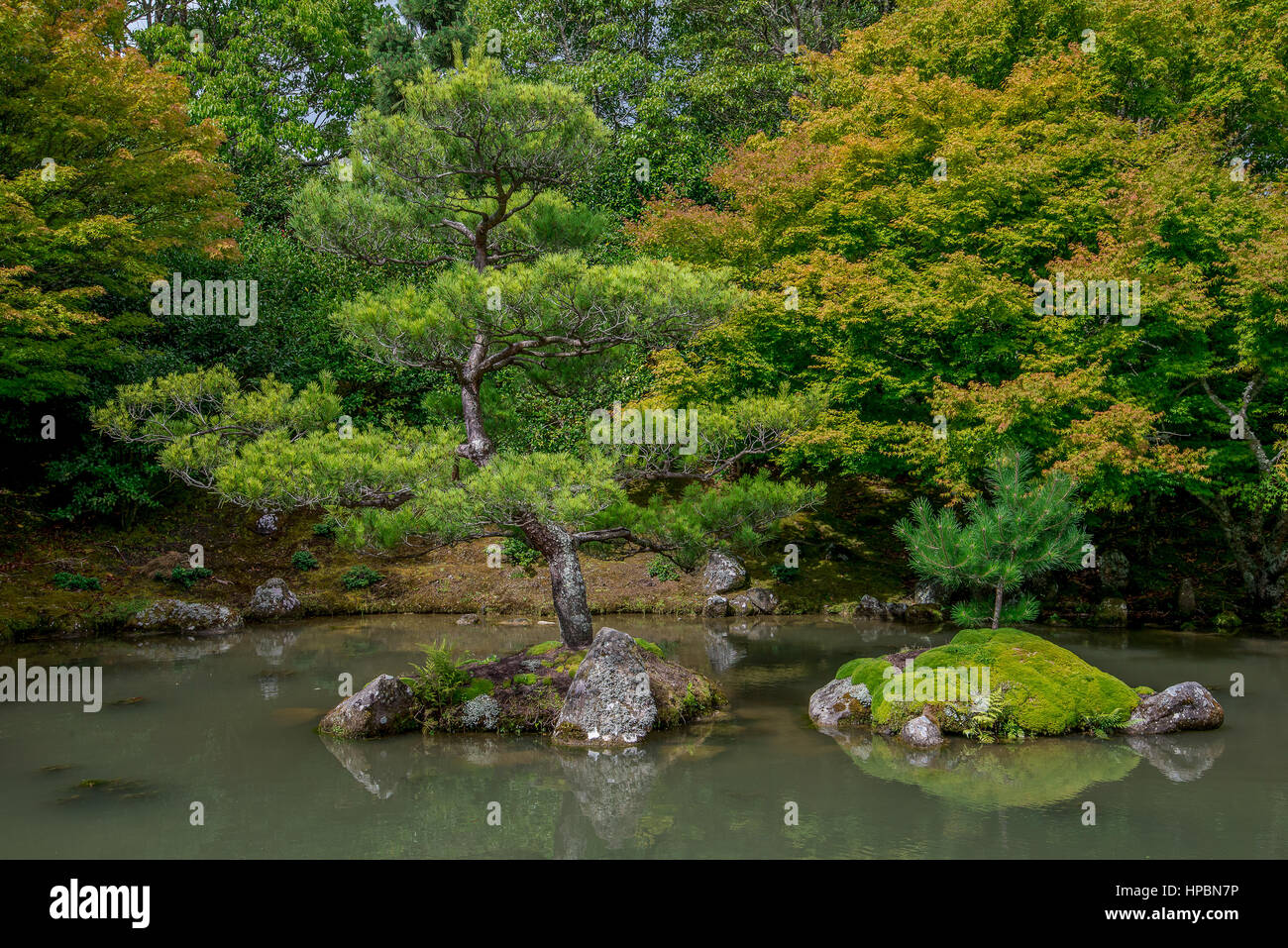 Bonsai look trees in Japanese garden, Hamilton Botanical gardens, New
