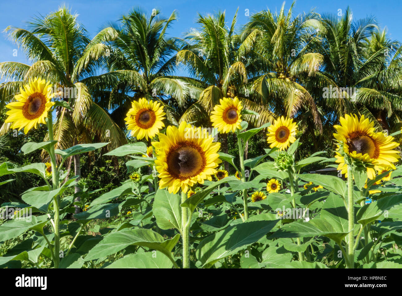 Homestead Florida Redland Robert Is Here farm stand agriculture Stock