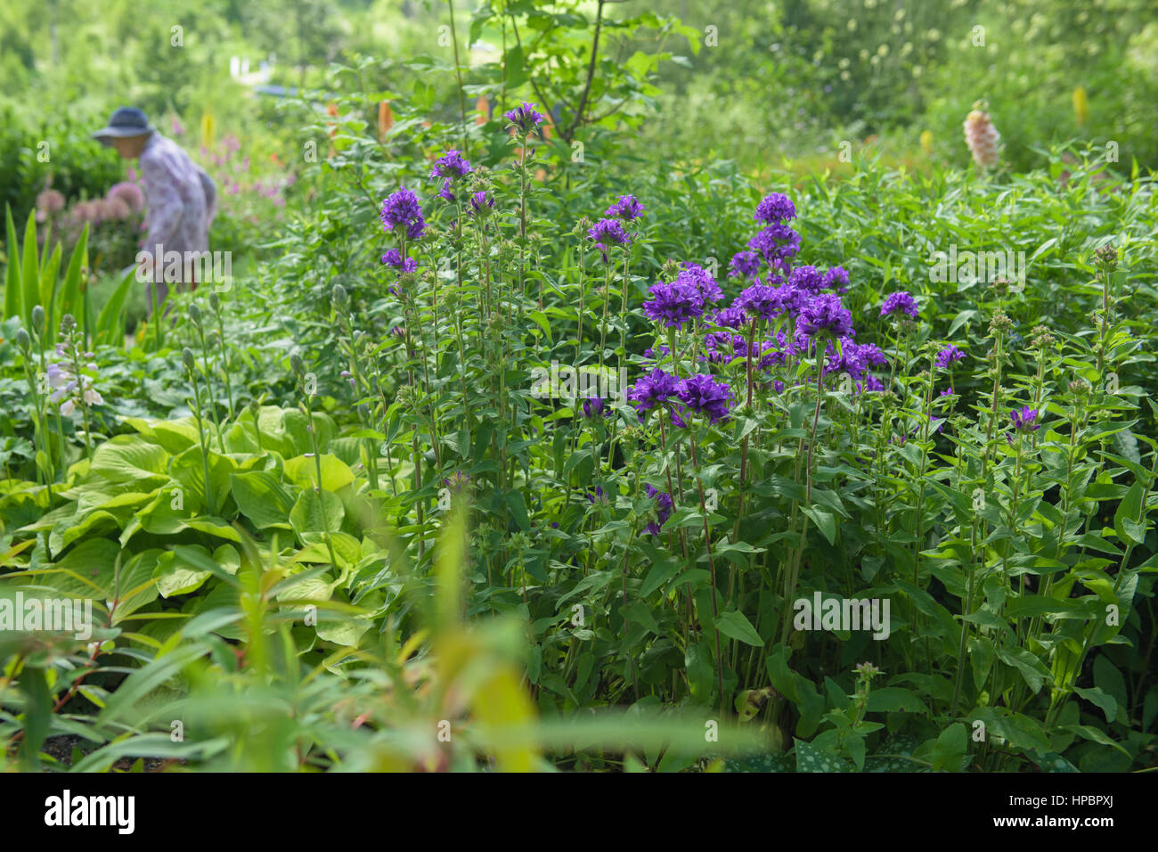 beautiful purple flowers blossom in the garden Stock Photo - Alamy