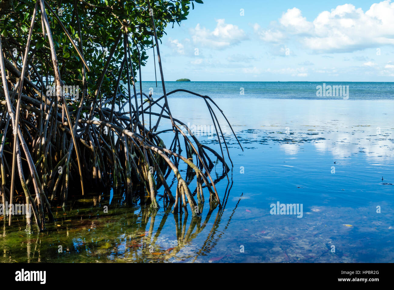 Florida Key Largo,Upper Florida Keys,Florida Bay,Florida Keys Wild Bird Center,Laura Quinn Sanctuary,refuge,red mangrove,Rhizophora mangle,water,refle Stock Photo