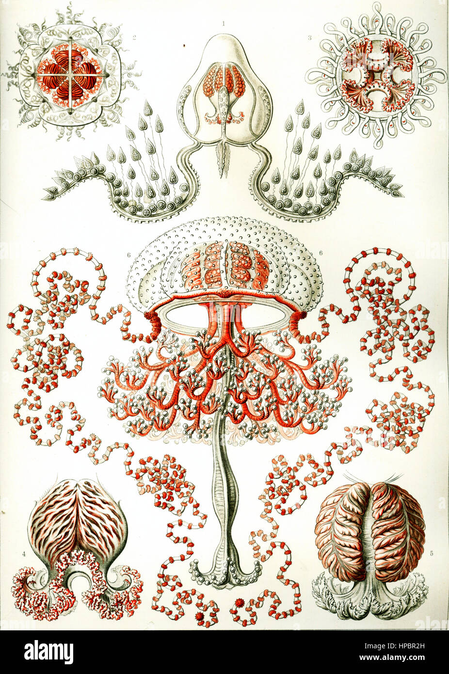 Anthomedusae by Ernst Haeckel; Kunstformen der Natur, 1900 Stock Photo