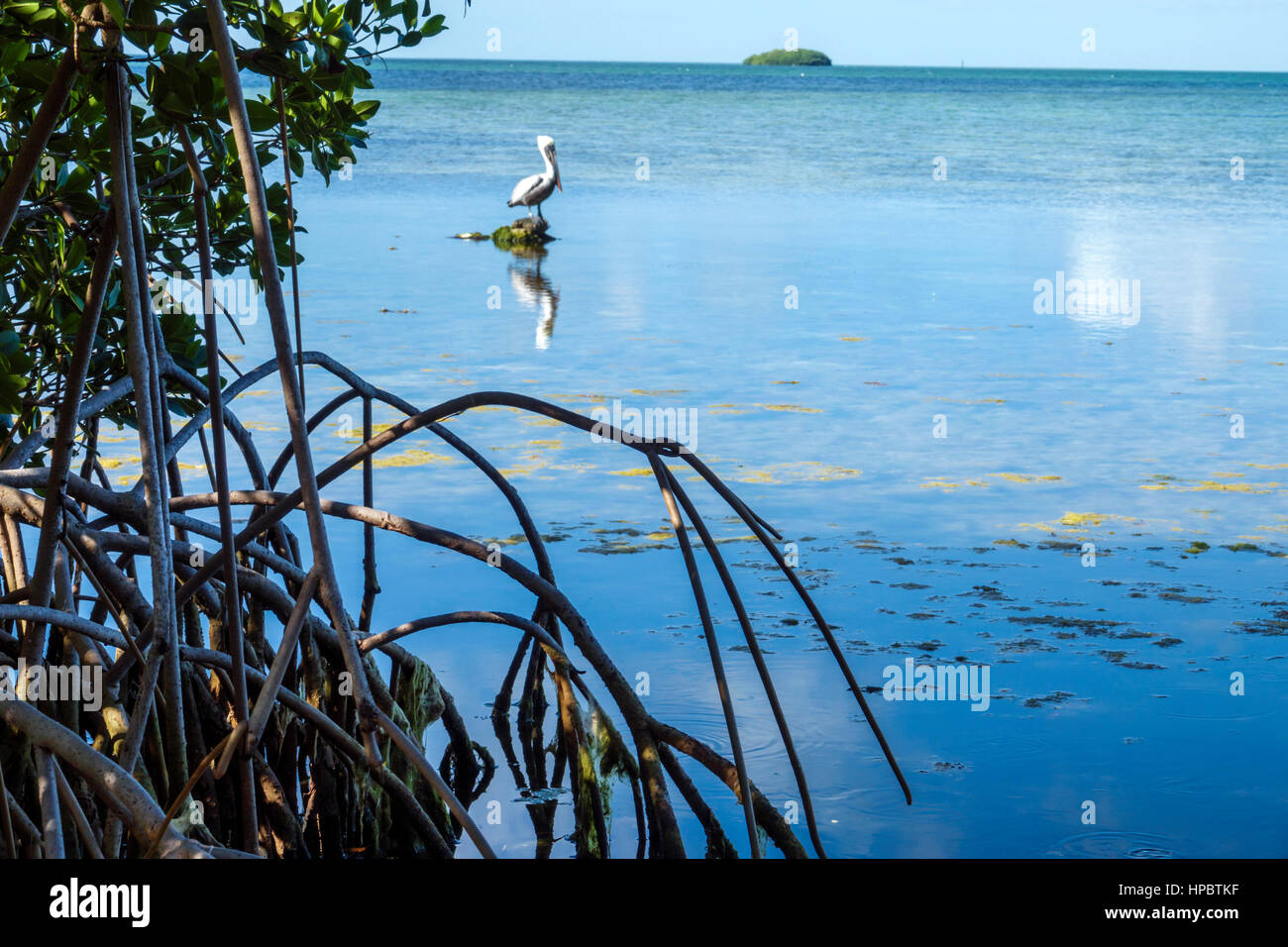 Florida Upper Key Largo Florida Keys,Florida Bay,Florida Keys Center
