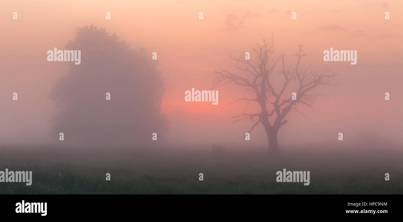 Trees in morning fog in orange light of sunrise Stock Photo