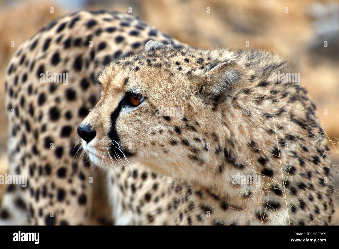 Amazing wild African Cheetah in the savannah of Namibia Stock Photo