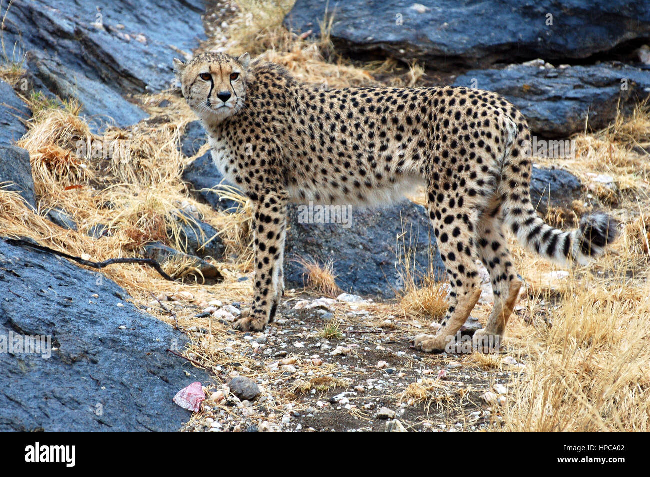 Beautiful wild African Cheetah in the savannah of Namibia Stock Photo