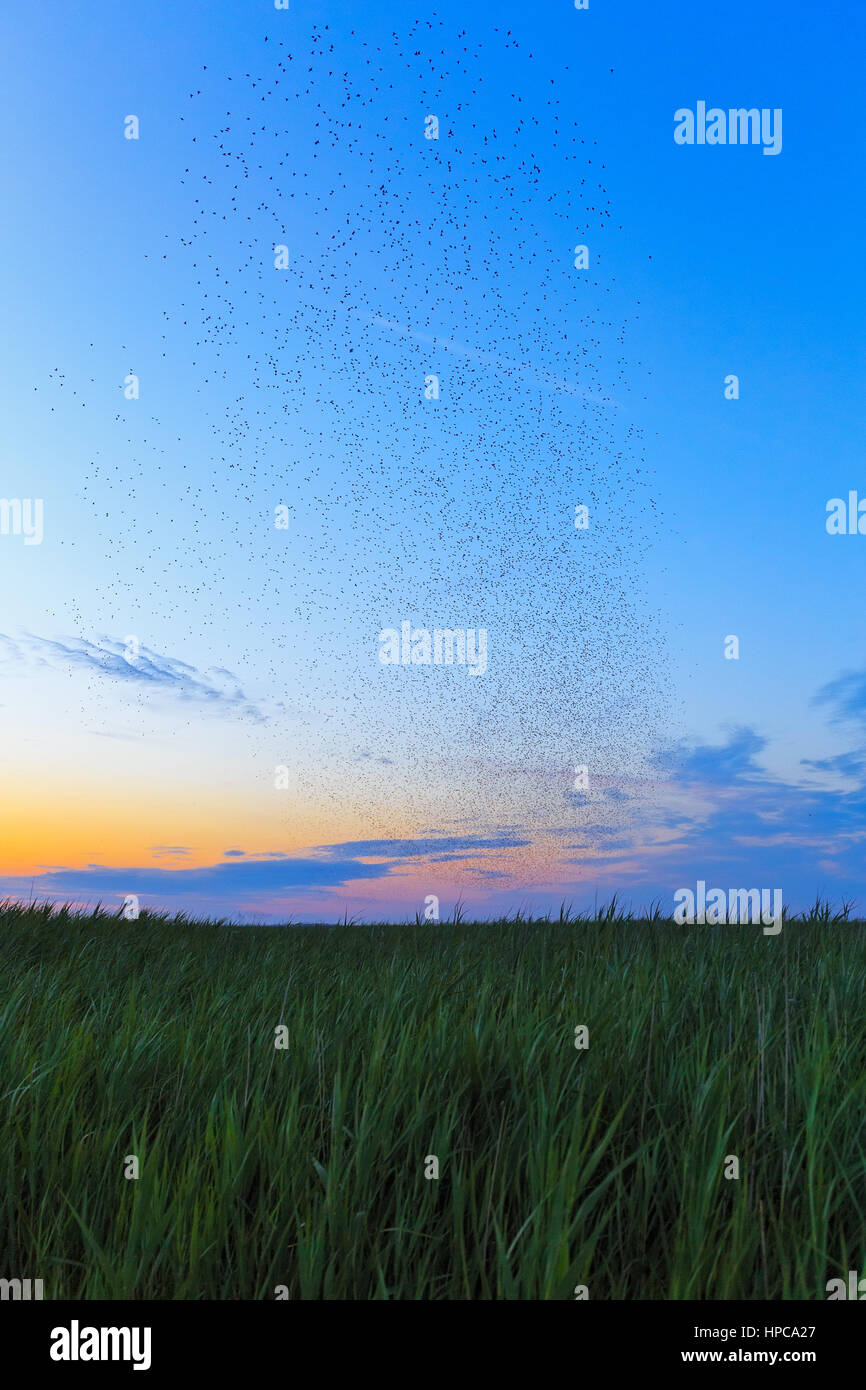 A wooden house for birdwatching on the border of Germany and Netherlands near Nieuwe Statenzijl Stock Photo