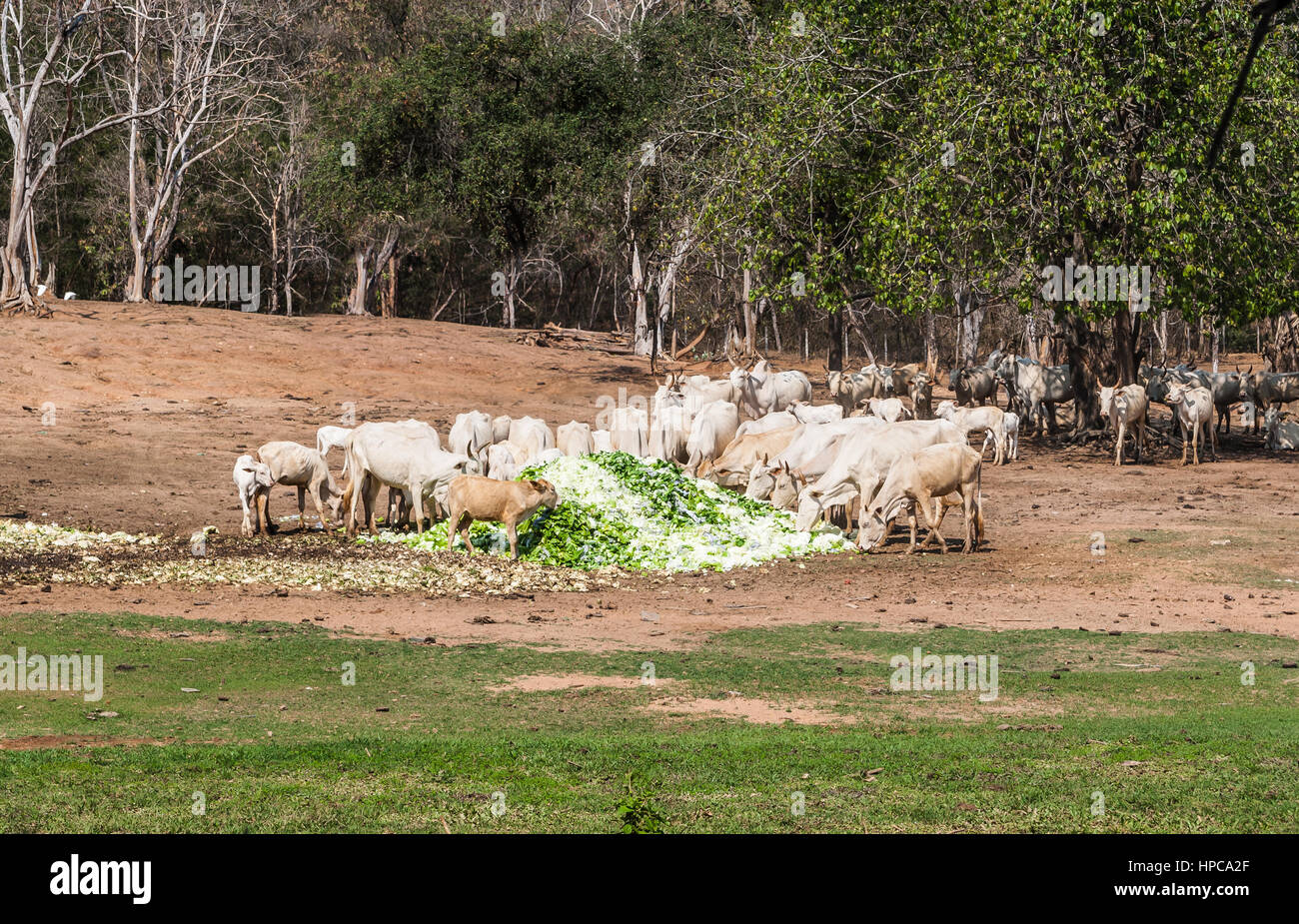 Thai cows hires stock photography and images Alamy