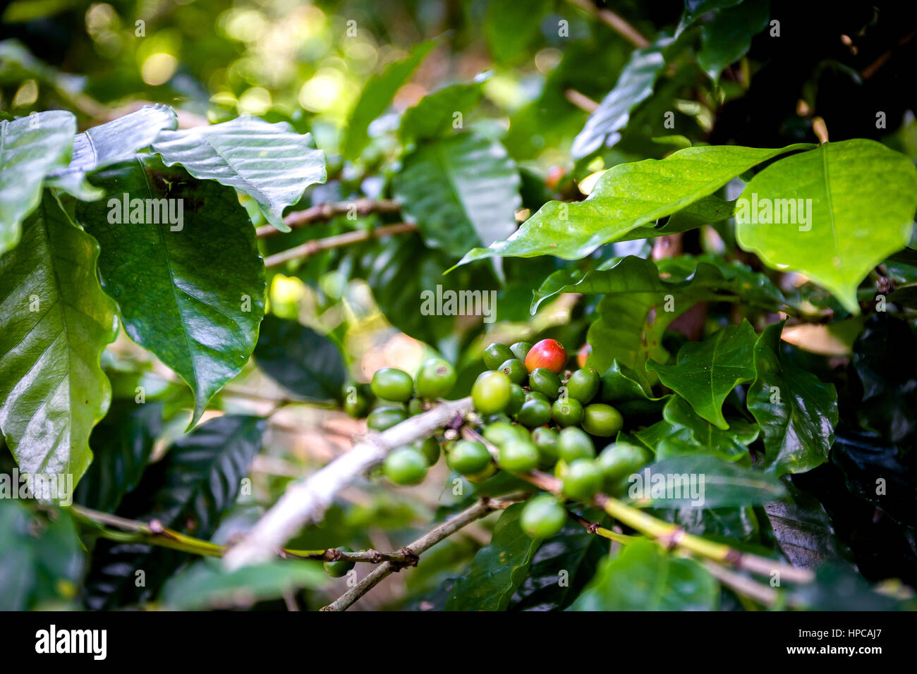 Las terrazas hi-res stock photography and images - Alamy