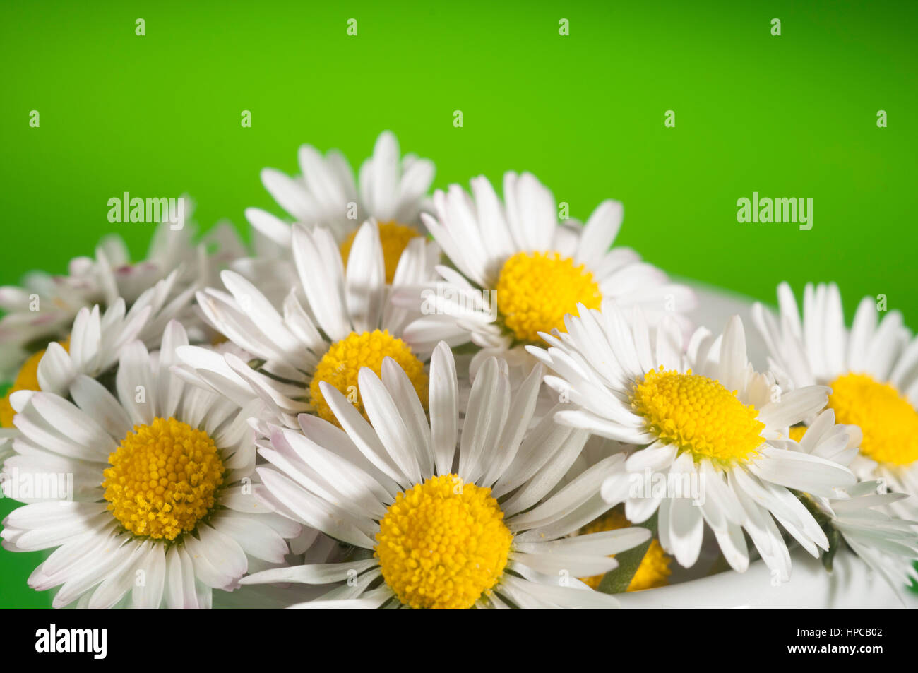 bunch of daisies on green background Stock Photo Alamy